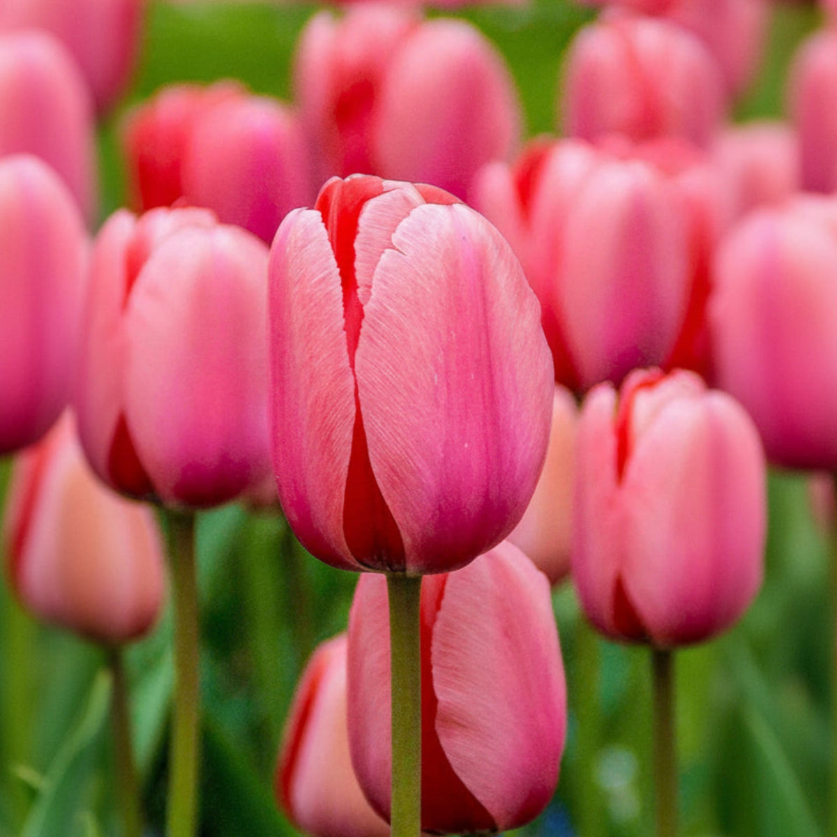 Pink Impression Darwin Hybrid Tulip