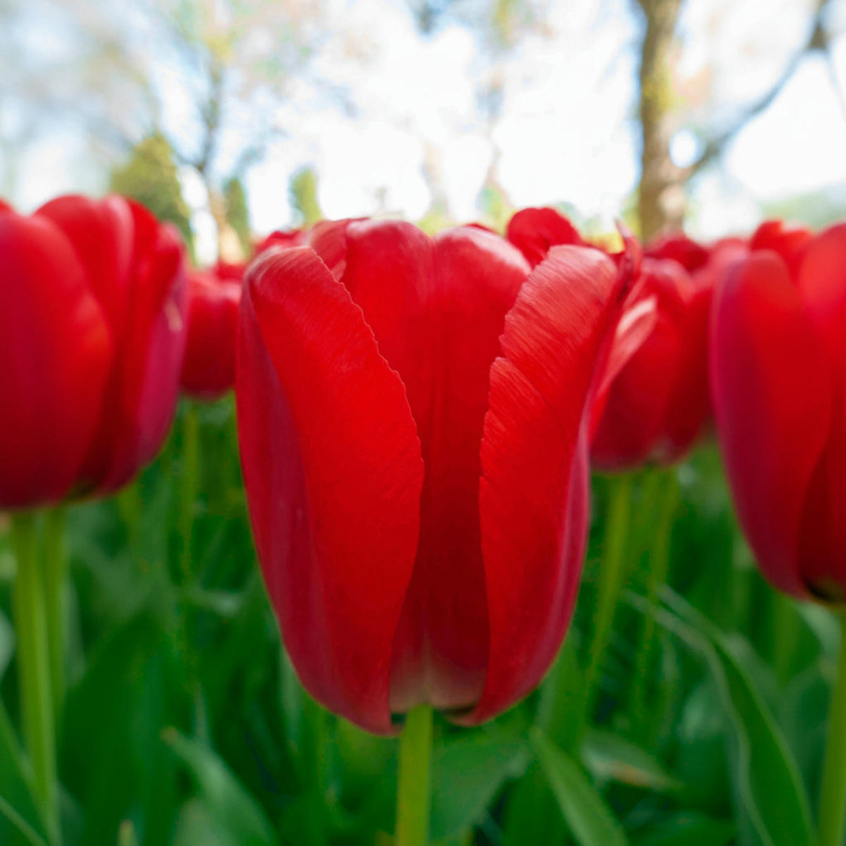 Red Pride Darwin Hybrid Tulip