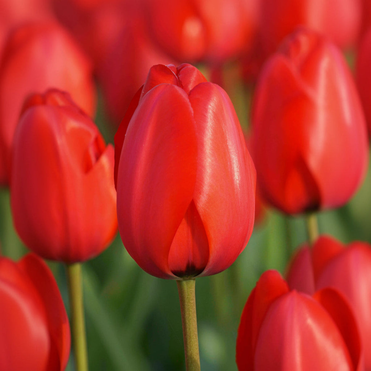 Red Impression Darwin Hybrid Tulip
