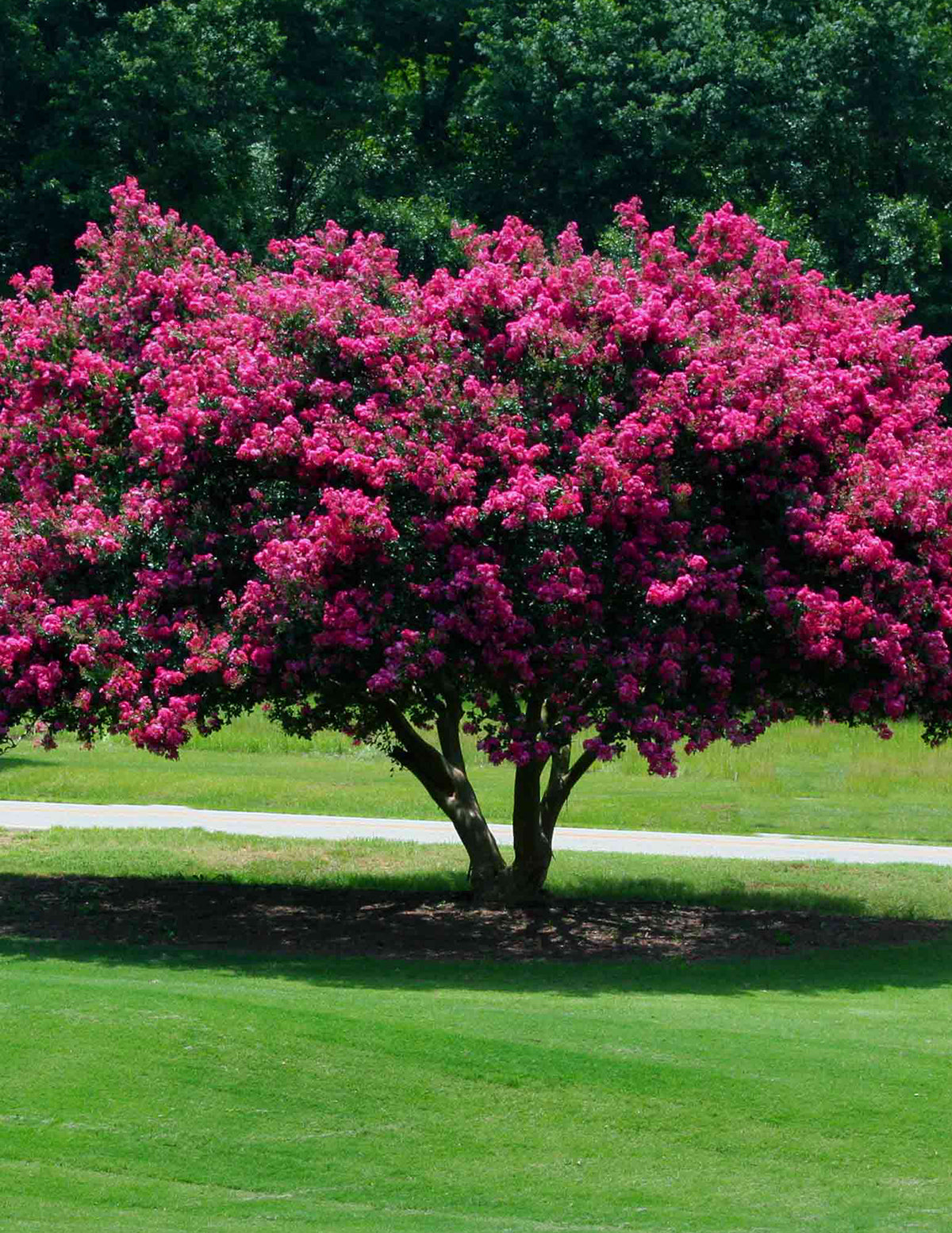 Tuscarora Crapemyrtle