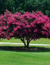 Tuscarora Crapemyrtle