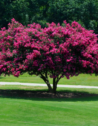 Tuscarora Crapemyrtle