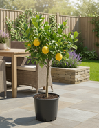 Meyer Lemon Tree
