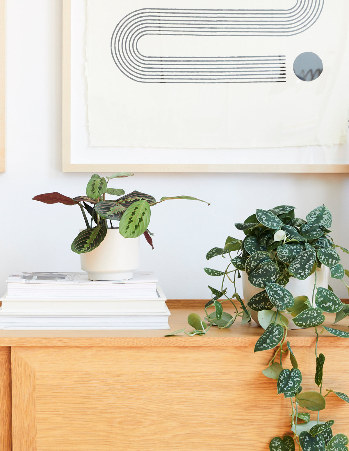 the sill prayer plant Red Prayer Plant - Medium (8-12" tall) Sage Planter