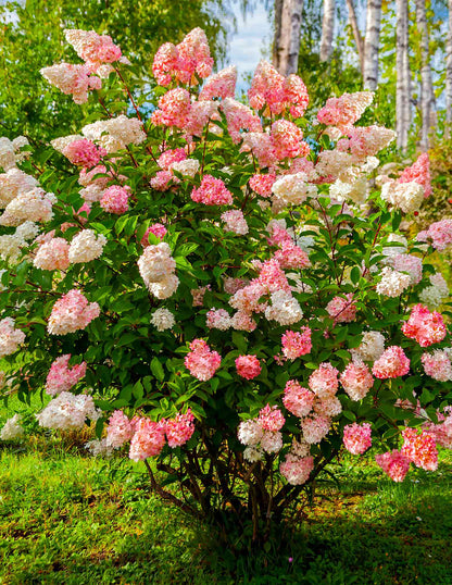 Vanilla Strawberry™ Hydrangea