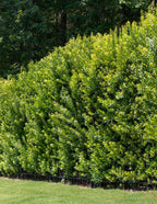 Southern Wax Myrtle
