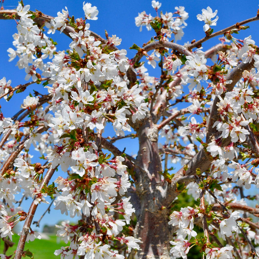 How to care for a Weeping Yoshino Flowering Cherry