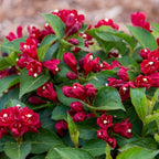 Maroon Swoon® Weigela