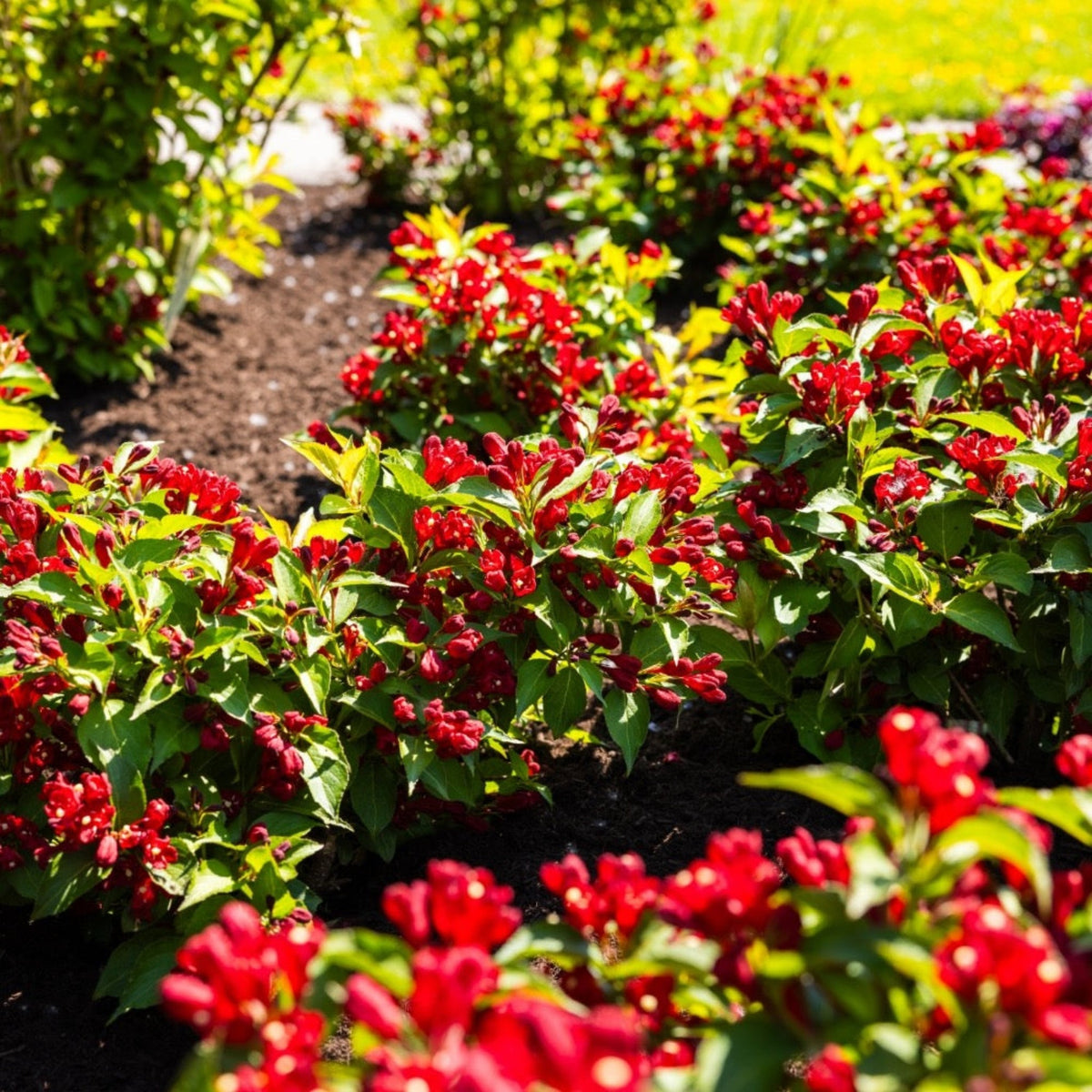 files/Weigela-Maroon-Swoon-landscape-01-web.jpg