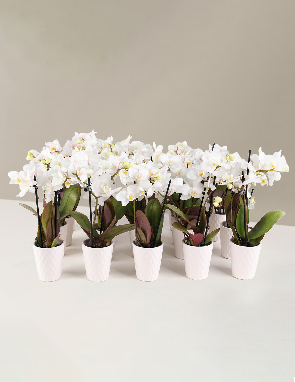 bundle | Set of 20 | White