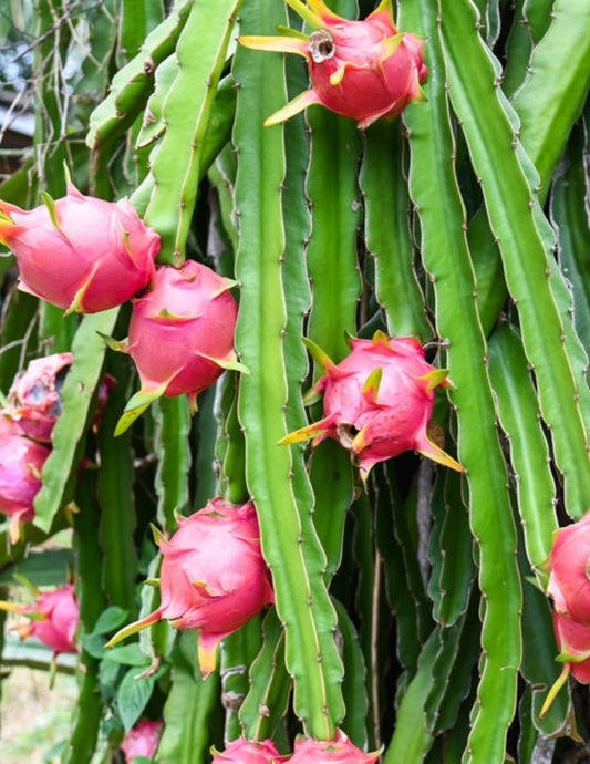 White Dragon Fruit