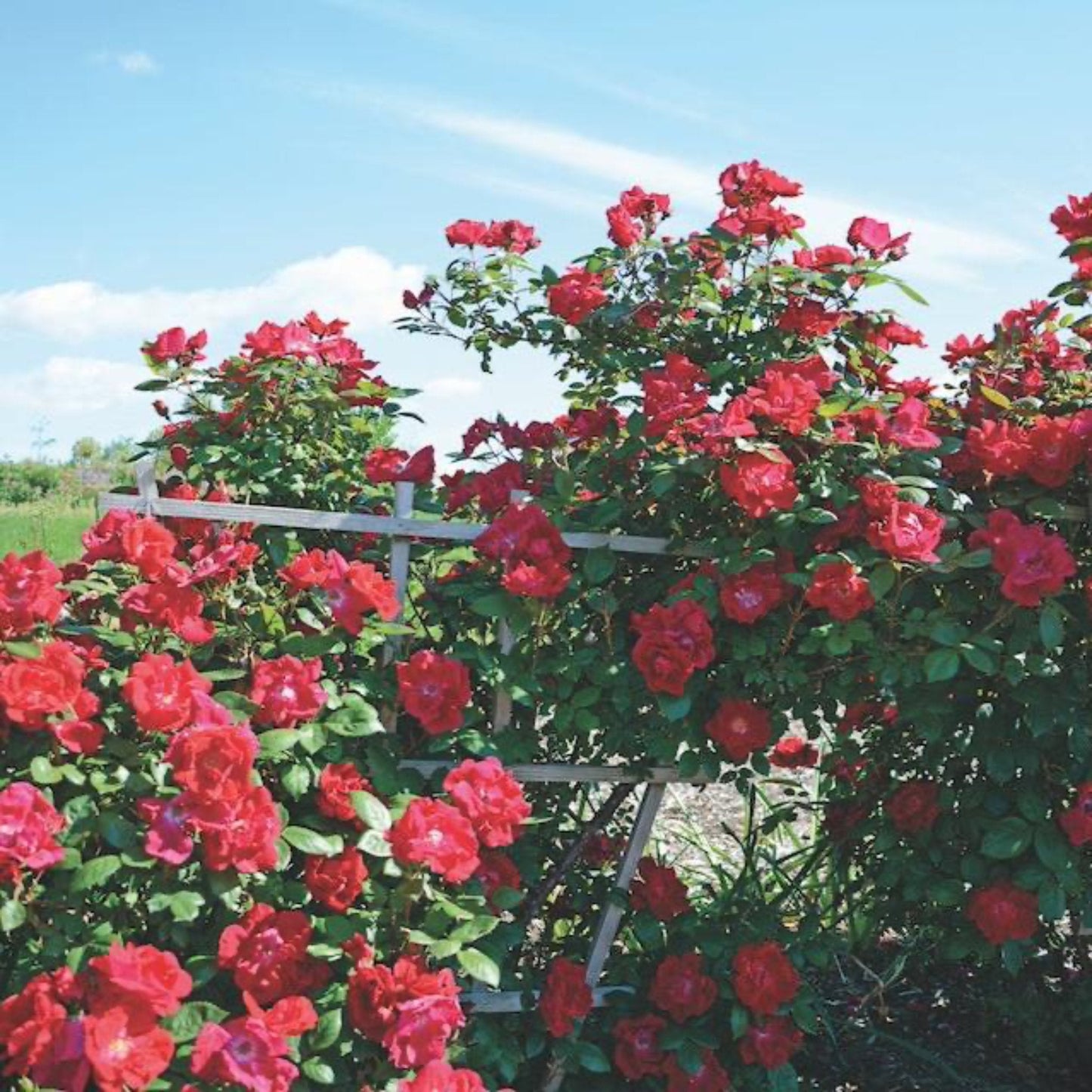Winner's Circle™ Climbing Rose