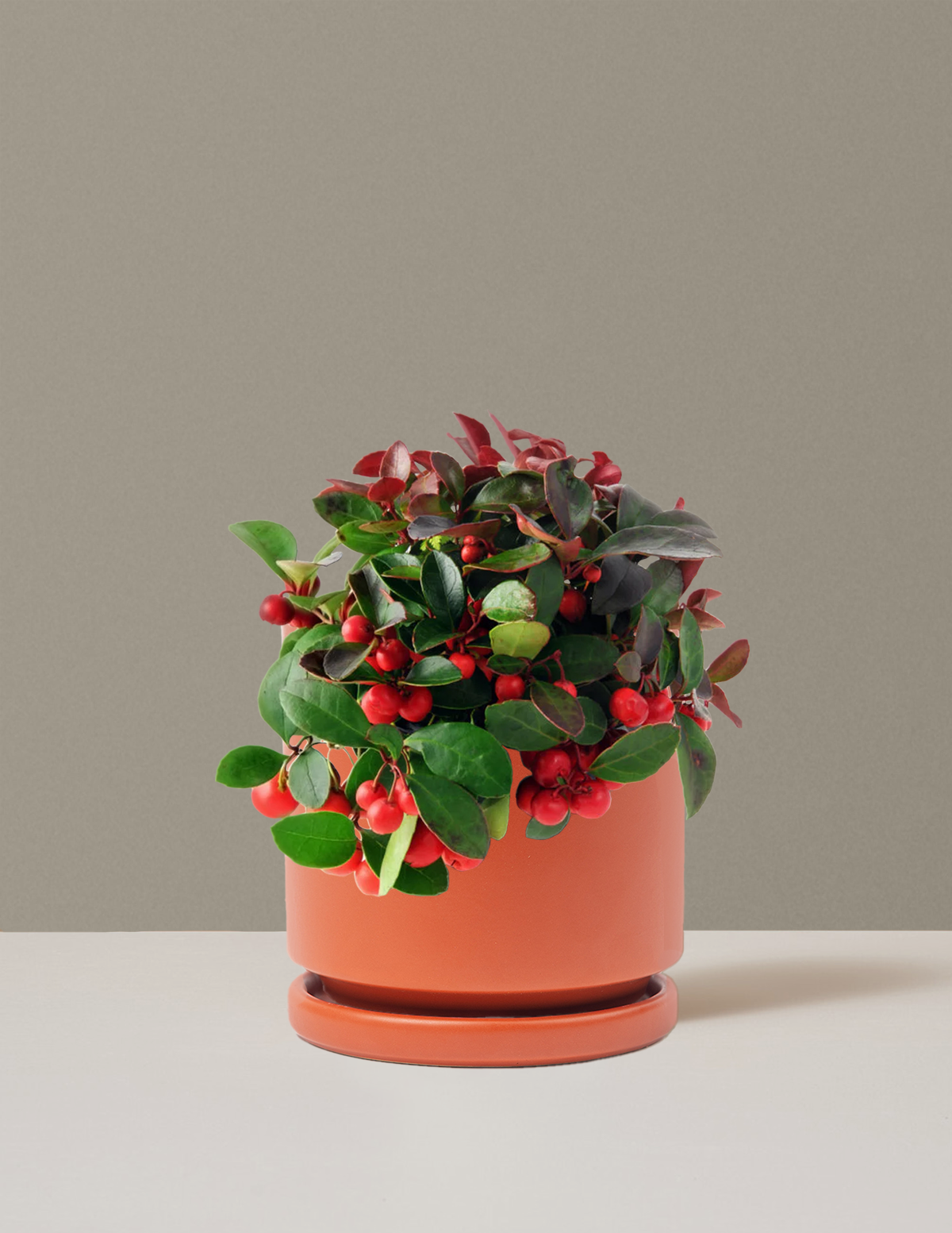 bundle | Medium | Isabella | Rust