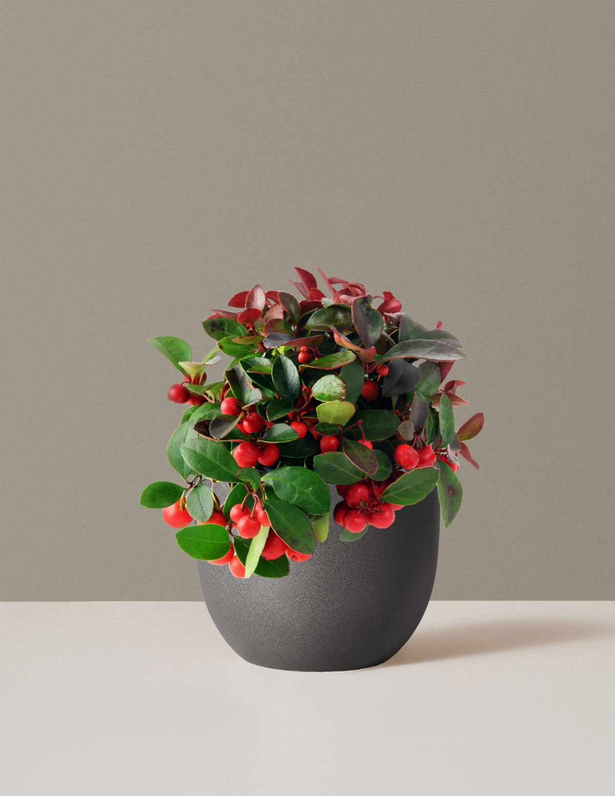 1巻 赤色＋1巻 Wood＋3巻 ミリダリーグリーン+1巻カーキ1.75mm Wintergreen Cherry Berries | Houseplants and Gifts for Delivery