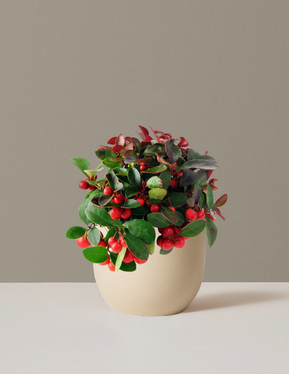 Wintergreen Cherry Berries