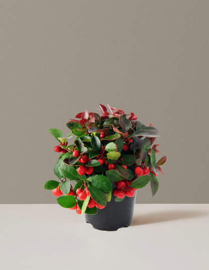 Wintergreen Cherry Berries