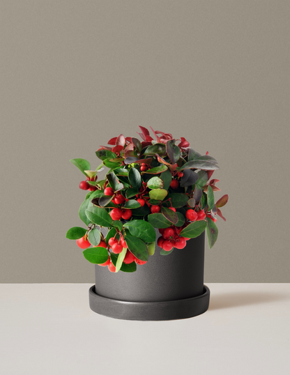 Wintergreen Cherry Berries