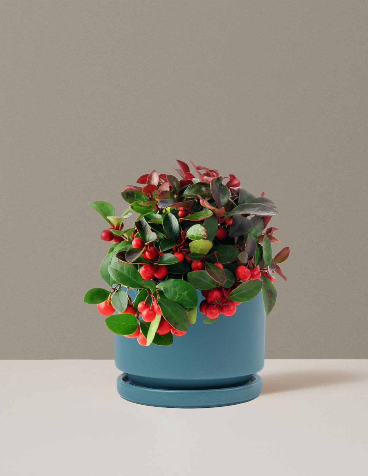 Wintergreen Cherry Berries