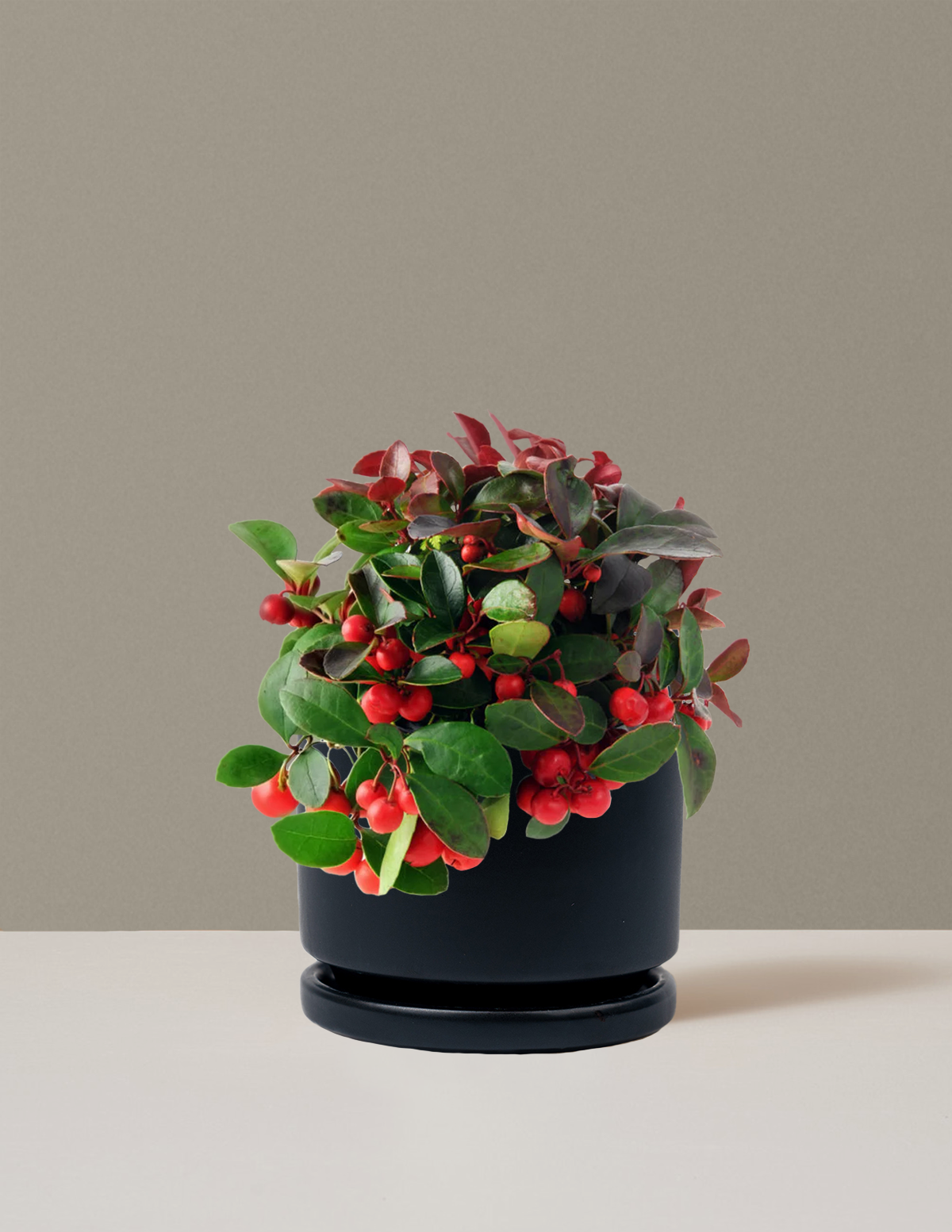 wintergreen plant indoors Wintergreen Cherry Berries