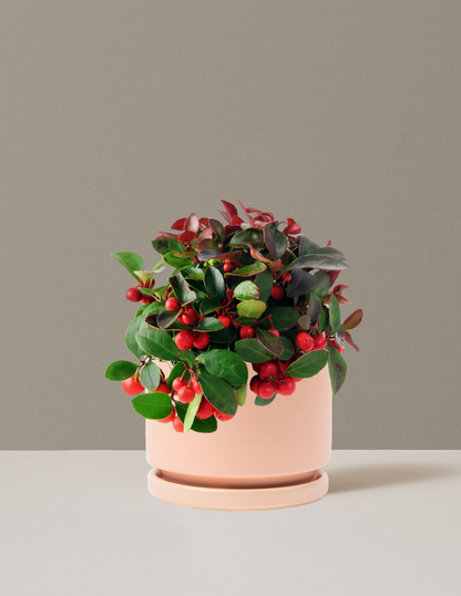 Wintergreen Cherry Berries