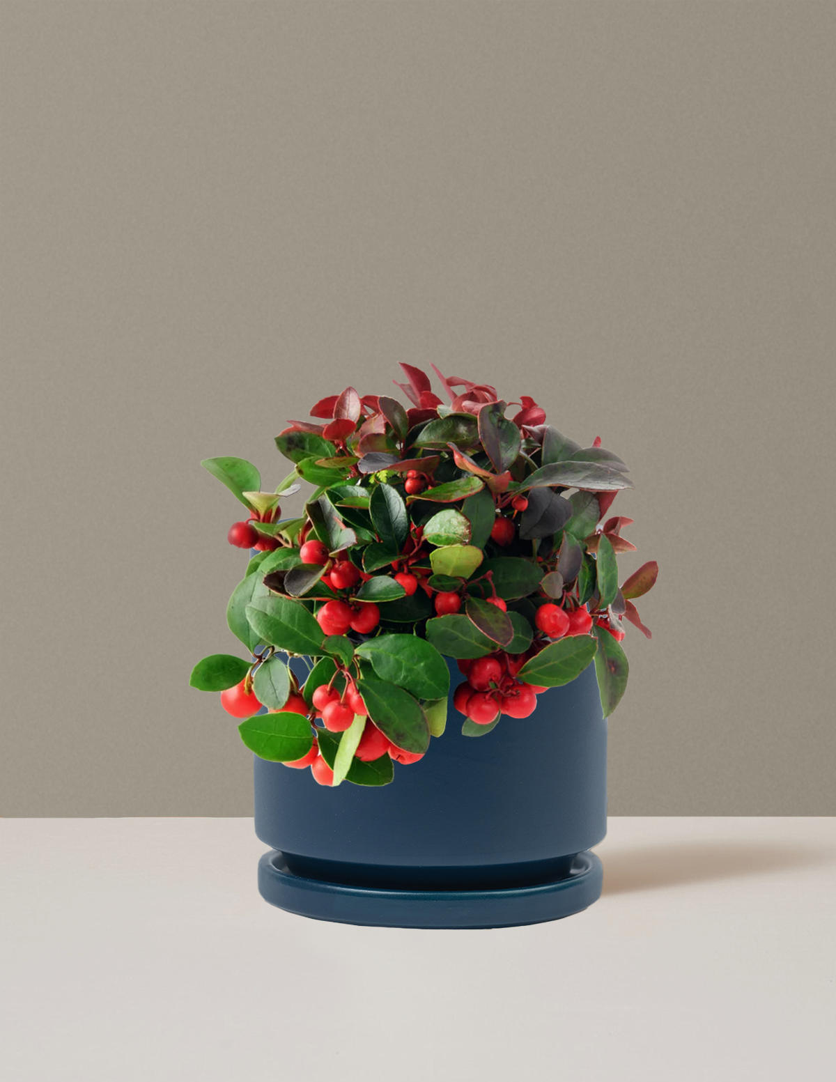 Wintergreen Cherry Berries