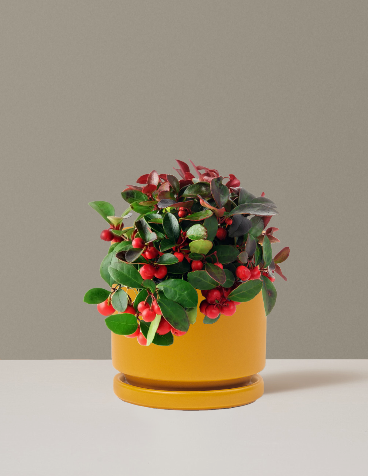 Wintergreen Cherry Berries