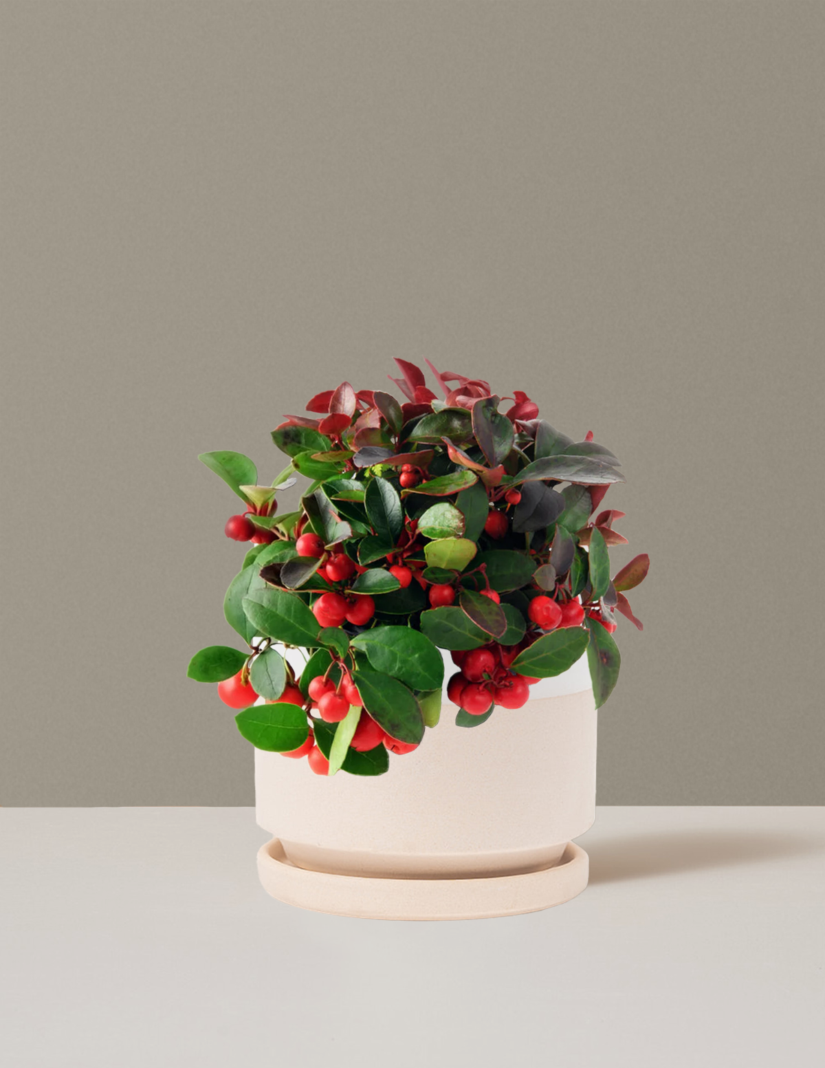 Wintergreen Cherry Berries