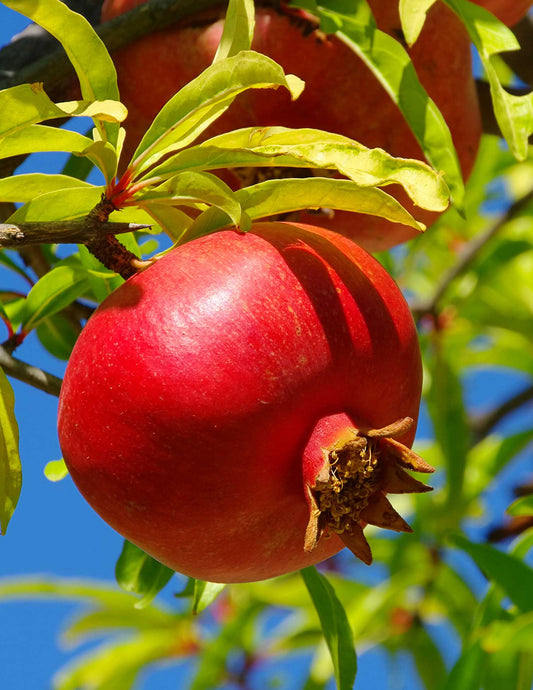 Wonderful Pomegranate Tree