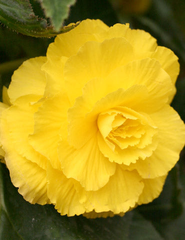 Yellow Double Begonia Bulbs