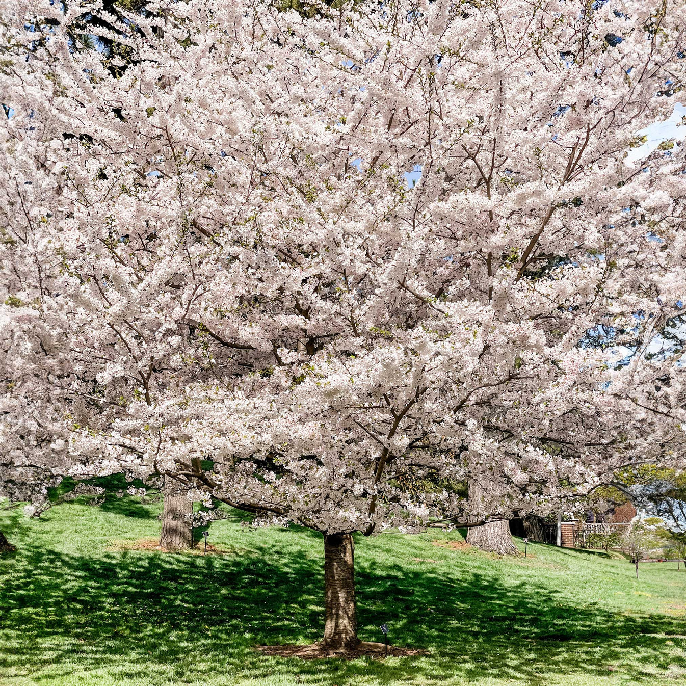 Yoshino Flowering Cherry Tree for Sale: Experience the Ethereal Beauty ...