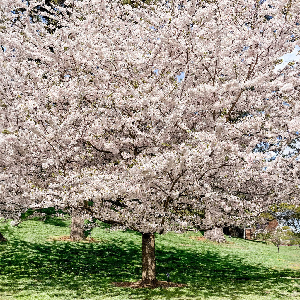 thumbnail image 2 of Live Olympian Fig Tree – Well Rooted Yoshino Cherry Blossom? (Check Desc) 6-8" Plant, Hope's Garden 2 of 3