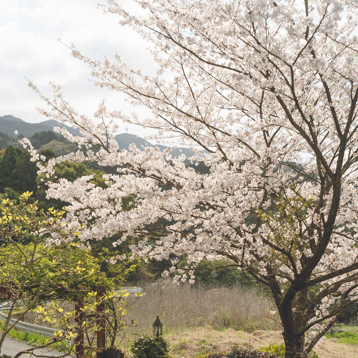 yoshino cherry blossom bonsai tree Yoshino Flowering Cherry Tree for Sale: Experience the Ethereal Beauty of Cloud-Like Blooms