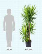 Yucca Plant Multi Stem