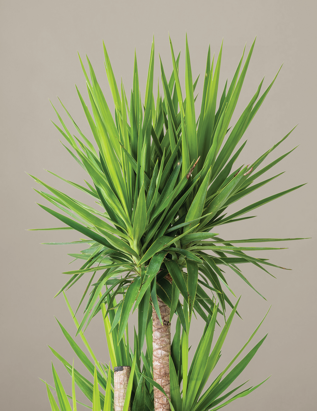 Yucca Plant Multi Stem