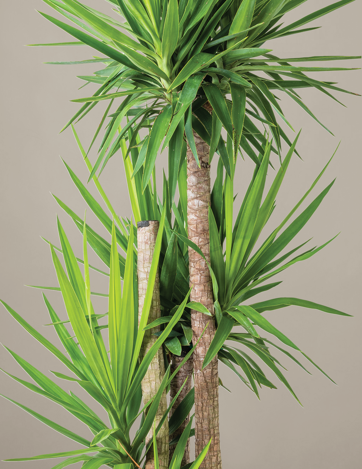 Yucca Plant Multi Stem