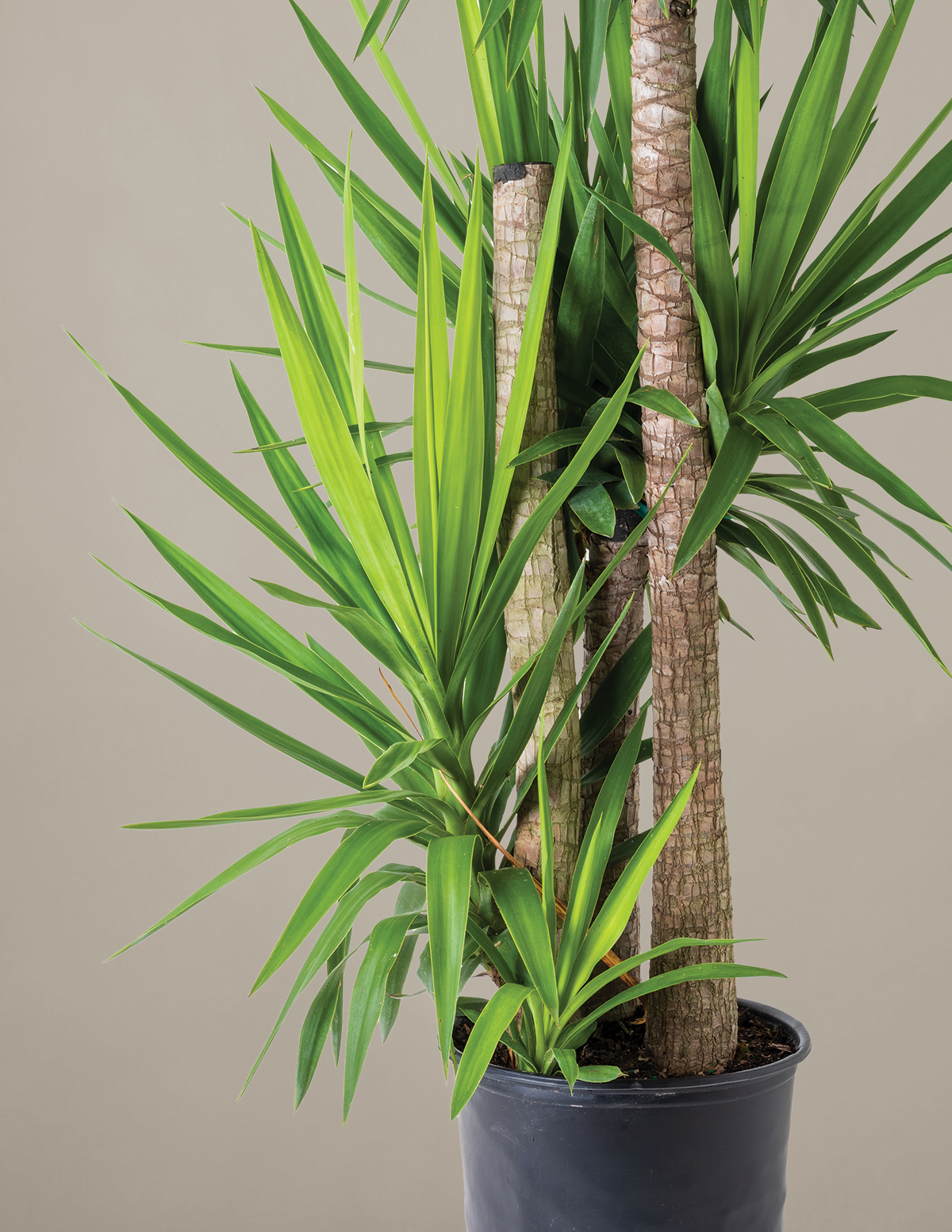 Yucca Plant Multi Stem