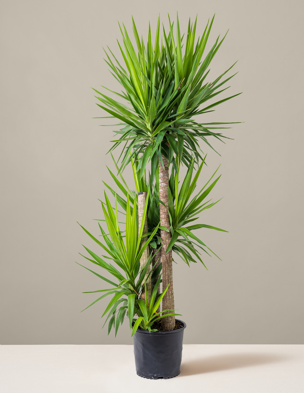 Large Yucca Plant | Tropical Houseplants for Delivery – The Sill