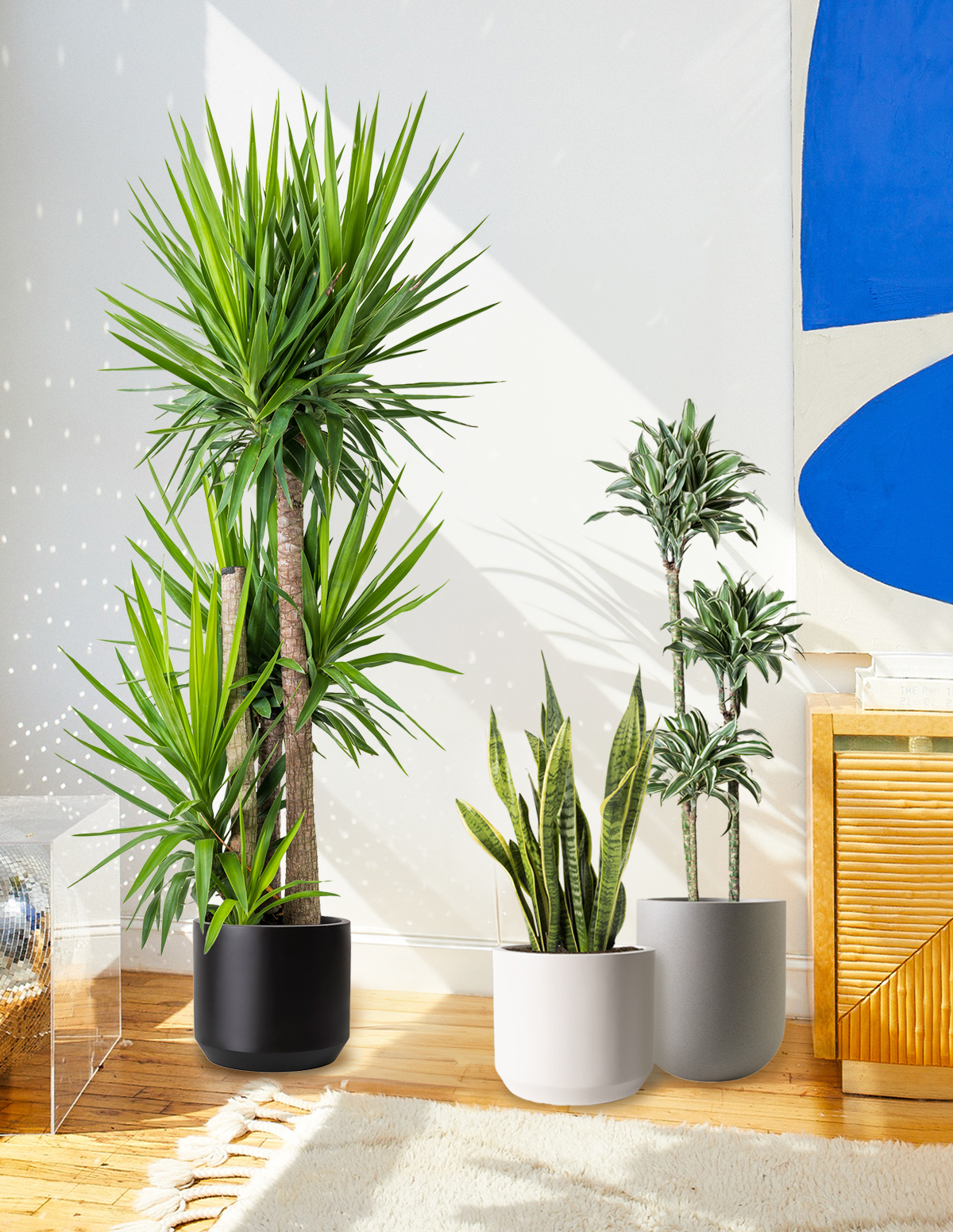 yucca plant indoor low light Yucca Plant Multi Stem