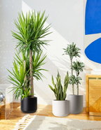 Yucca Plant Multi Stem
