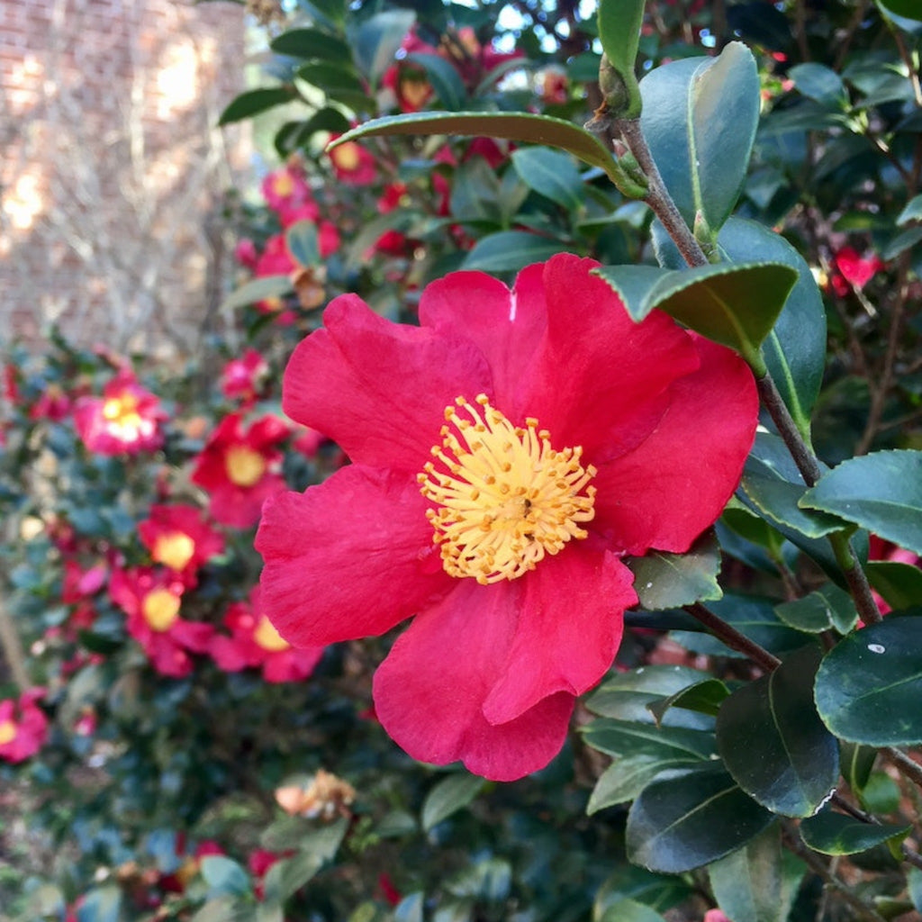 Camellia