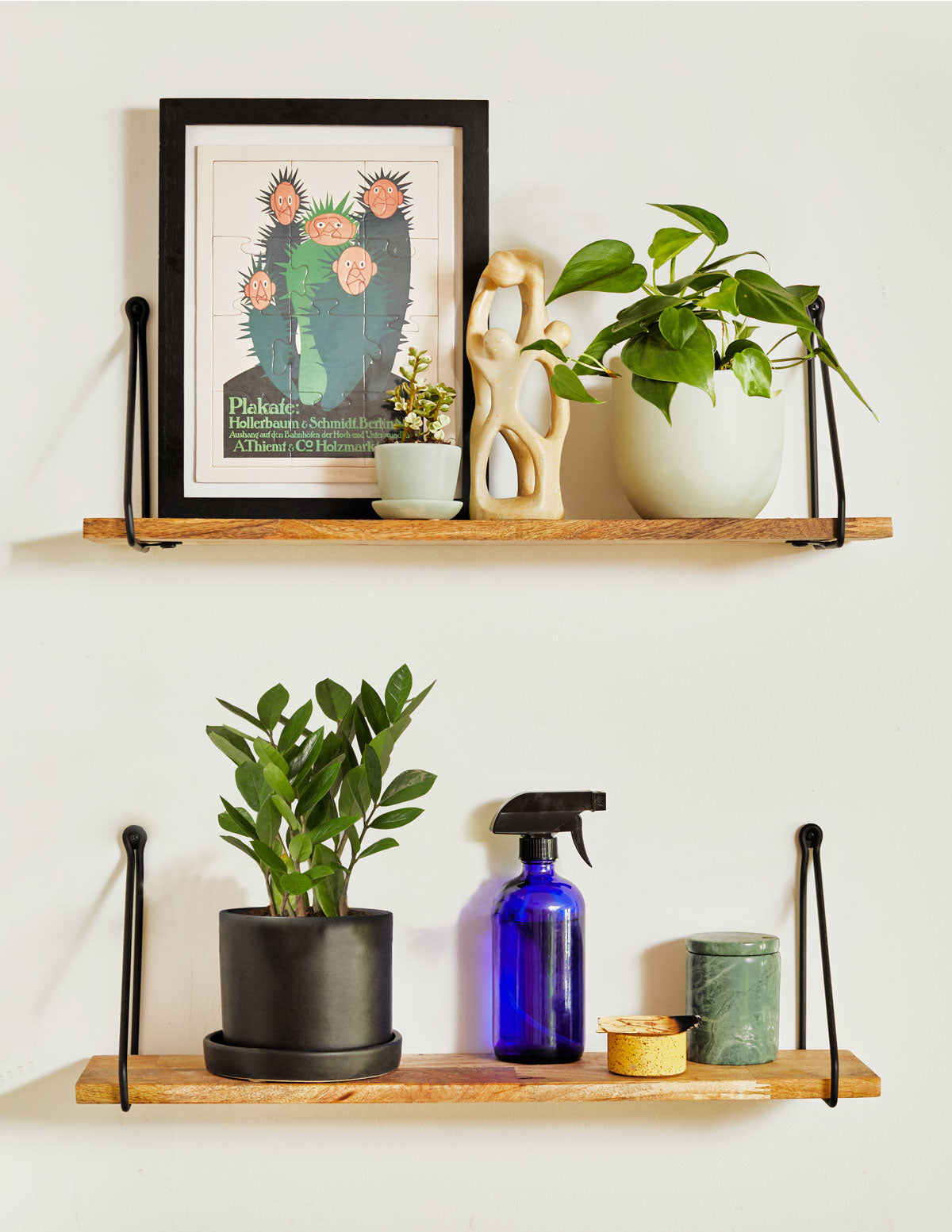 ZZ Plant Party Pack