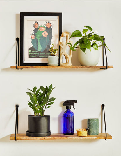 ZZ Plant Party Pack