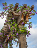 Amethyst Falls Wisteria