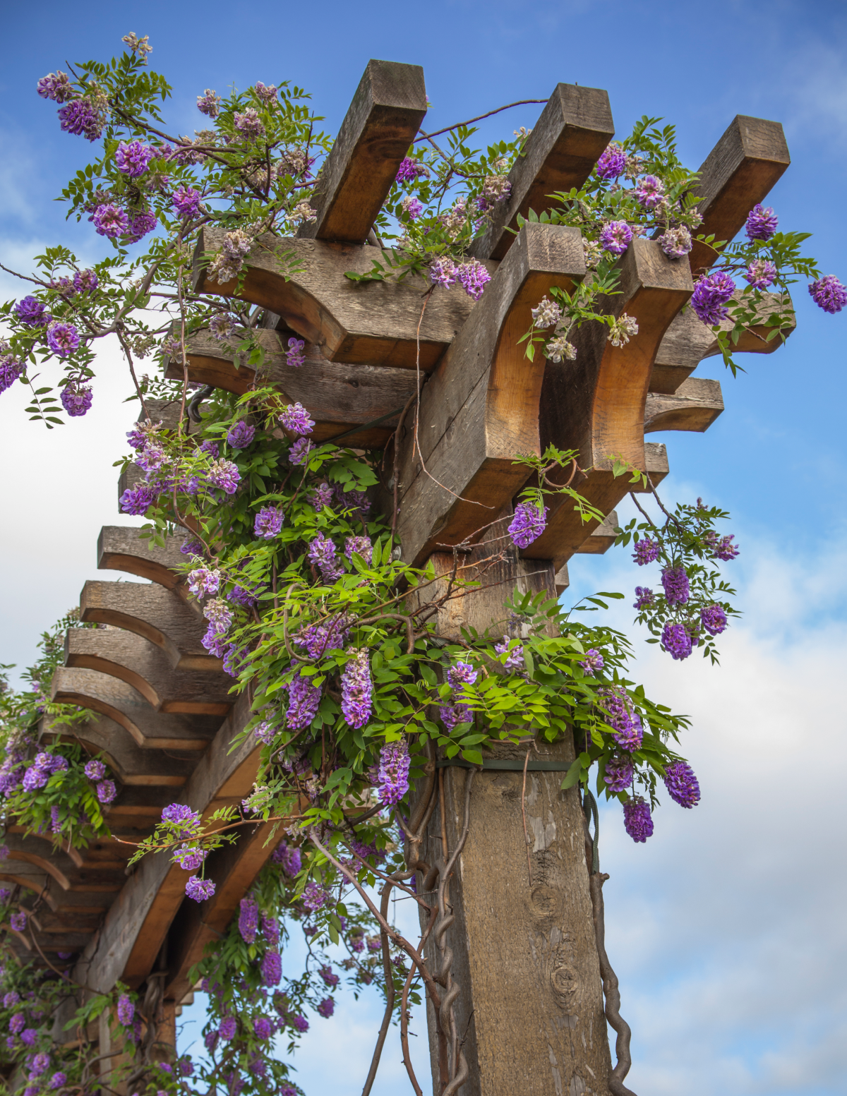 Amethyst Falls Wisteria