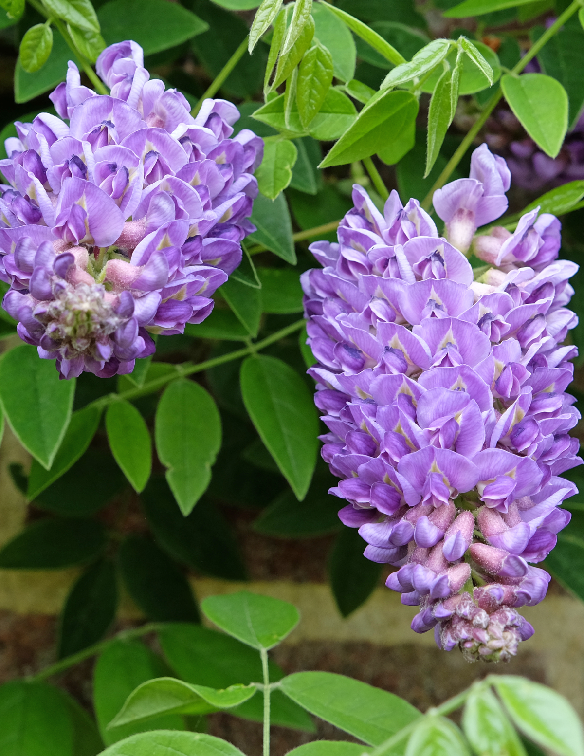 Amethyst Falls Wisteria