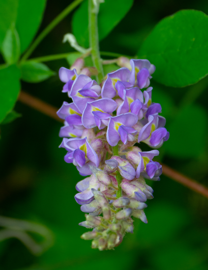 Amethyst Falls Wisteria