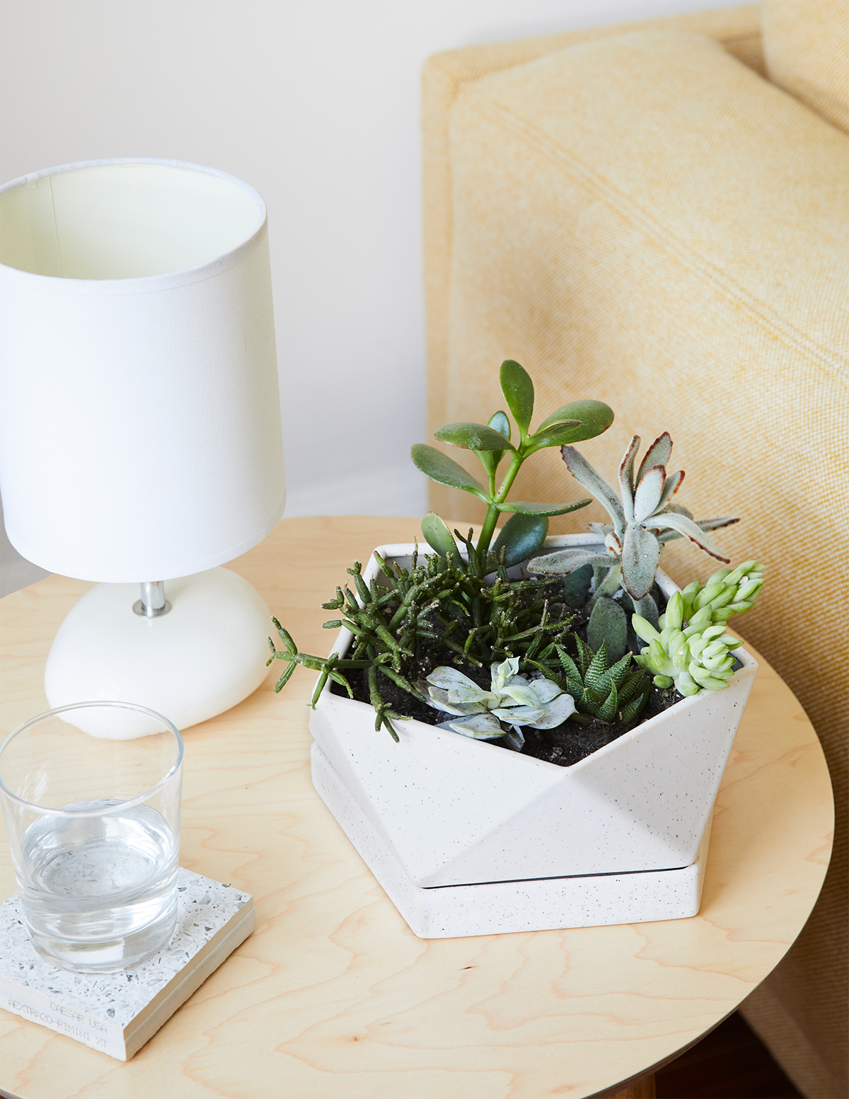Succulent Party Pack | Succulent Plants for Delivery
