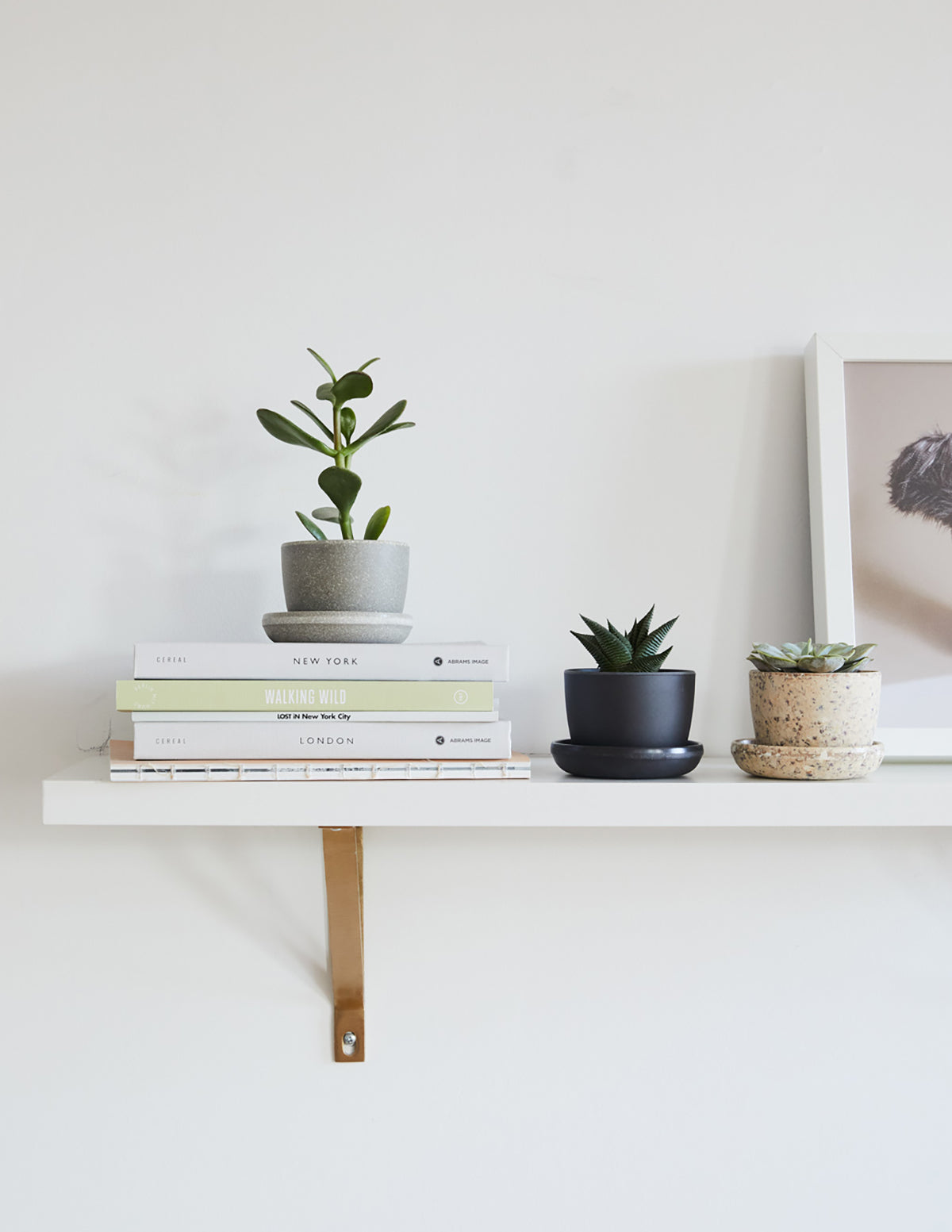 succulent sippers Succulent Party Pack | Succulent Plants for Delivery