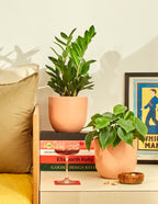 ZZ Plant