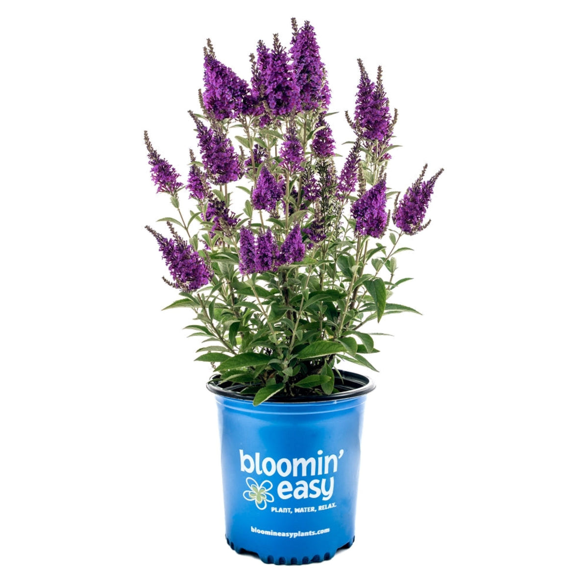 Birthday Cake™ Butterfly Bush